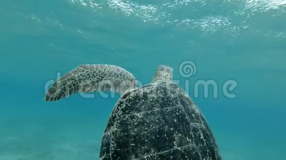 慢动作大海龟游到水面两次呼吸潜入海底绿海龟视频的预览图