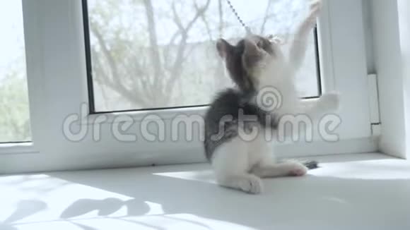 小猫在窗户的窗台上玩耍宠物护理猫生活方式概念视频的预览图