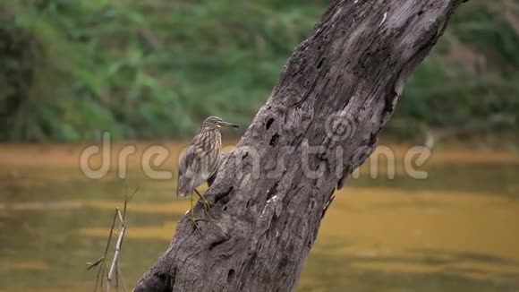 坐在树上的爪哇池塘鹭鸟视频的预览图