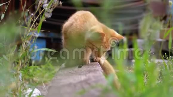 无家可归的野红猫在垃圾桶后场的垃圾桶里玩耍视频的预览图