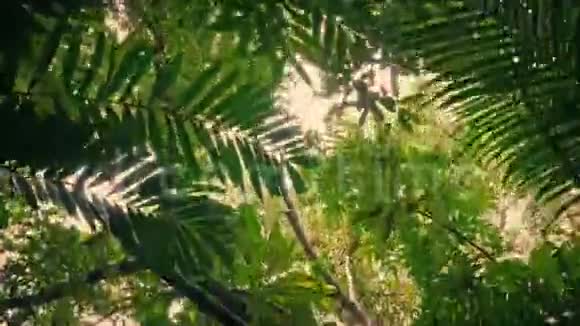日落时在热带树冠下飞行视频的预览图