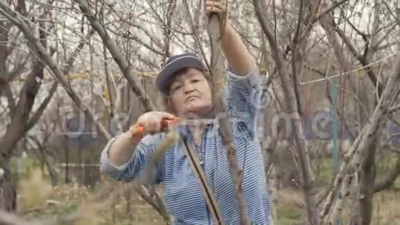 高级女园丁在园艺工作中锯树枝果树视频的预览图