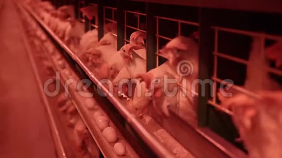 鸡蛋和鸡在农场吃食物鸡在农场吃食物鸡蛋放在托盘里视频的预览图