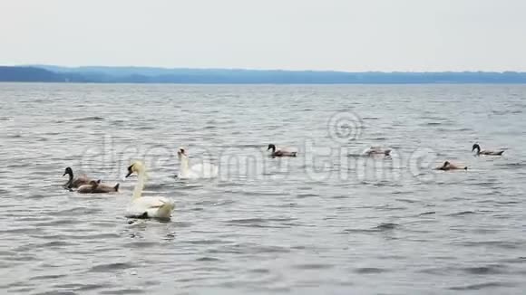 天鹅一家人带着小鸭子在湖里游泳视频的预览图