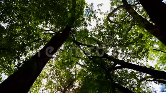 低角度的森林和蓝天与风吹来从林地树木和绿叶流动的角度视频的预览图