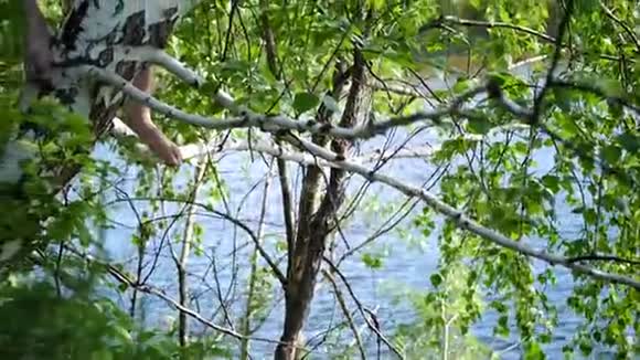 那个男孩爬上了一棵树这家伙正在从事一项极限运动炎炎夏日靠近一条山河视频的预览图