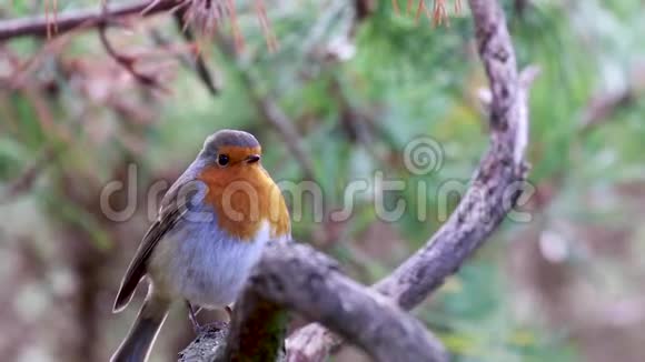 罗宾厄里萨克斯风琴歌鸟就在飞走之前栖息在树枝上视频的预览图