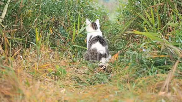 小白灰猫正在绿草中散步家猫在四处打猎猫坐在高处视频的预览图