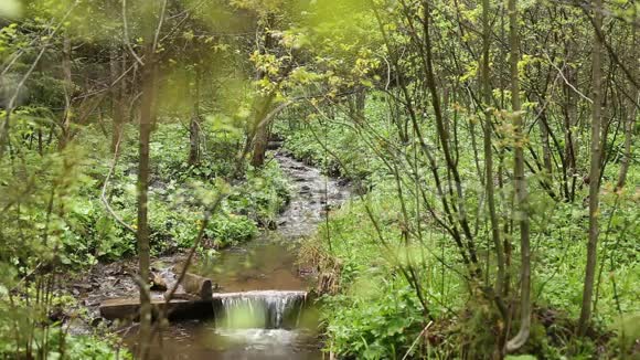 有河流痕迹的森林视频的预览图