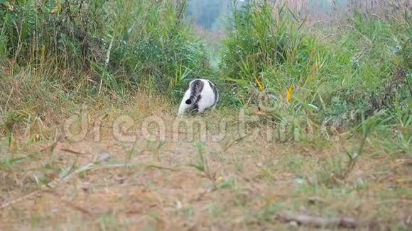 小白灰猫正在绿草中散步家猫在四处打猎猫坐在高处视频的预览图