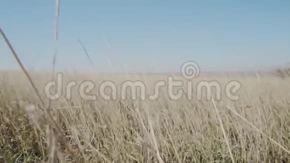 干草在风中缓慢移动视频的预览图