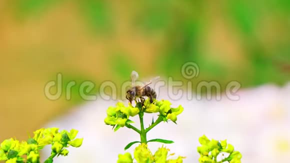 蜜蜂从花中采集花蜜视频的预览图