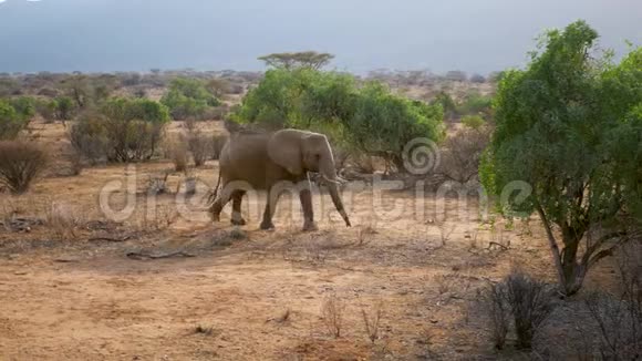 非洲野象穿越沙漠灌木丛中有红色的地球视频的预览图