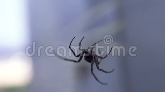 蜘蛛网网络连接野生动物自然环境蜘蛛恐惧症视频的预览图