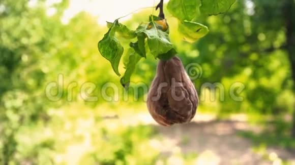一个人手捏一个挂在树枝上的烂梨一个园丁从树上摘下一个烂果视频的预览图