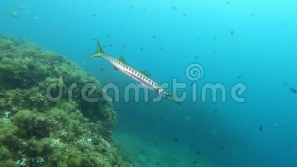 海洋生物地中海珊瑚礁中的独身梭鱼视频的预览图