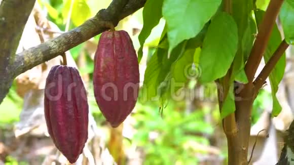 可可树有美丽的深红色豆荚新鲜有机和健康的可可果实4k视频的预览图