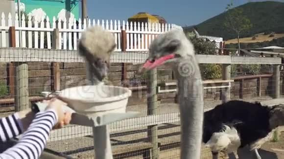 鸵鸟有趣的鸟人们喂养动物视频的预览图