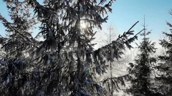 阳光明媚树枝上有雪的常青树视频的预览图