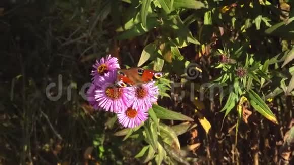 蝴蝶在花上以花粉为食的有翅昆虫视频的预览图