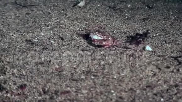 小螃蟹很快就钻进加拉帕戈斯的桑顿海底视频的预览图