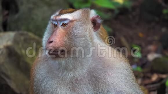 雨林中猴子的搬运工大脸灵长类动物的情感视频的预览图