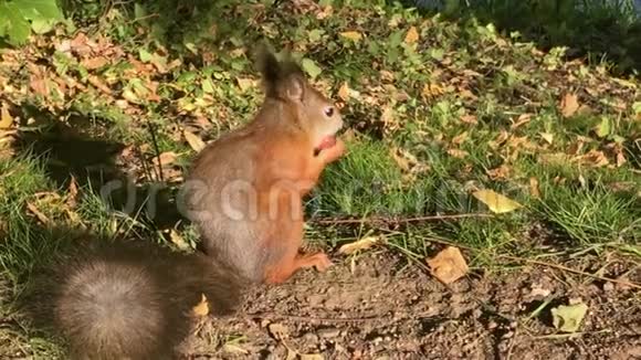 一只可爱的松鼠在秋天的公园里啃坚果视频的预览图