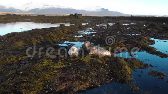 冰岛海滩漫步的海狮群野生动物视频的预览图