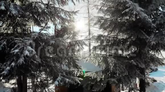 阳光明媚树枝上有雪的常青树视频的预览图