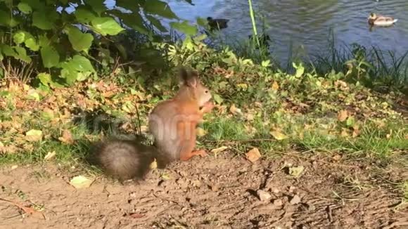 一只可爱的松鼠在秋天的公园里啃坚果视频的预览图