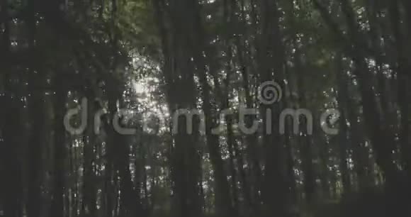 4K阳光透过树叶视频的预览图
