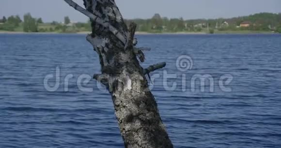 4K幼桦树在湖面上慢慢地向上移动视频的预览图