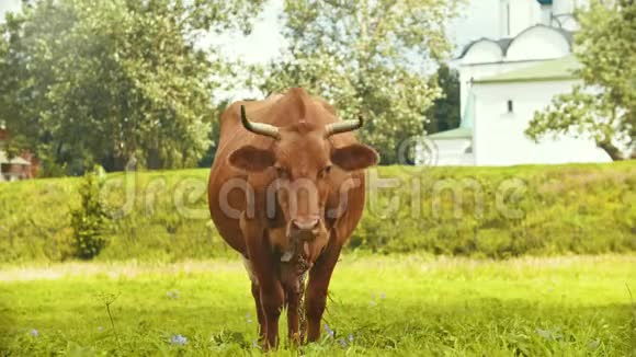 一头家产奶牛在村庄的田野上放牧俄罗斯苏兹达尔视频的预览图