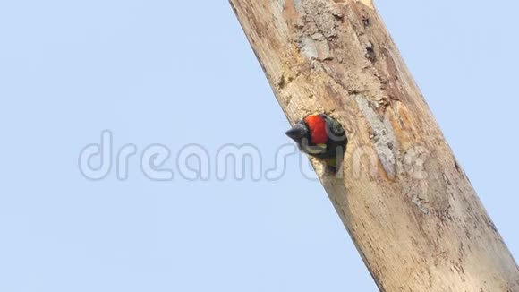 铜匠巴贝鸟在树上筑巢视频的预览图