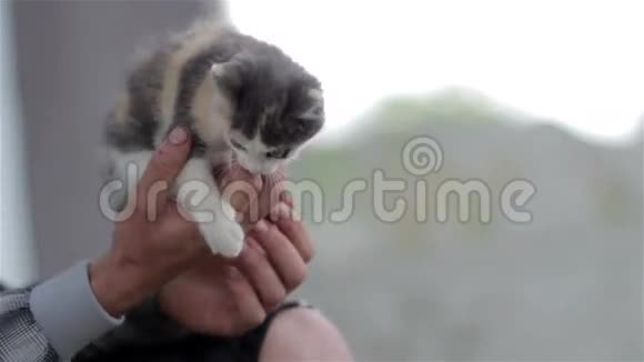 手上的小猫视频的预览图