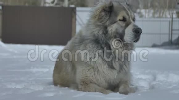 狗躺在雪地上挥动爪子视频的预览图