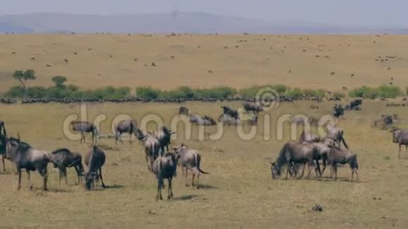 在草原保护区马赛马拉放牧的一大群野生动物视频的预览图