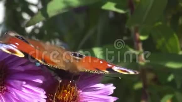 蝴蝶在花上以花粉为食的有翅昆虫视频的预览图
