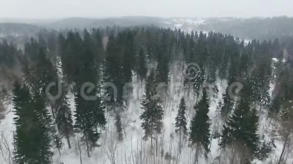 阴天下大雪低飞在杉树和松树上视频的预览图