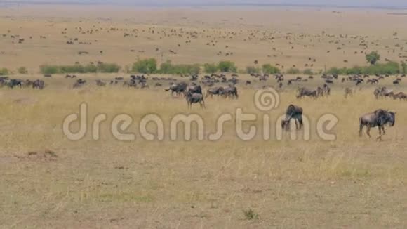 在草原保护区马赛马拉放牧的一大群野生动物视频的预览图