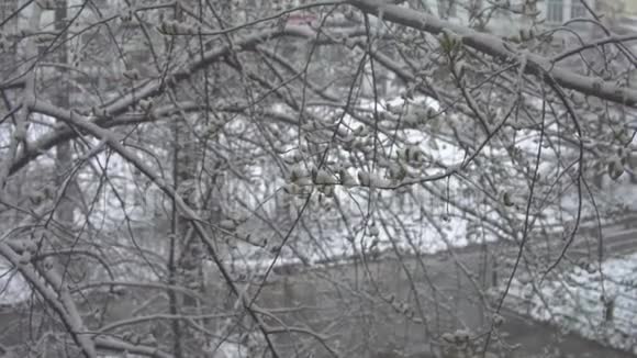 积雪覆盖着冰冻树木的小绿叶视频的预览图