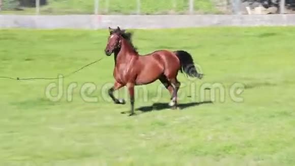 马跑成一圈视频的预览图