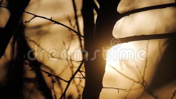 透过树枝看到的雾蒙蒙的黎明冬季季节的无叶树枝季节特有的自然形象视频的预览图