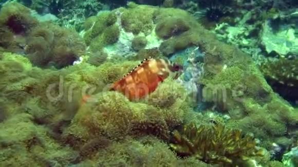 加拉帕戈斯海底橙色热带外来鱼视频的预览图