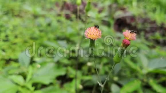 两只黑蜂在匍匐的蓟花上授粉视频的预览图