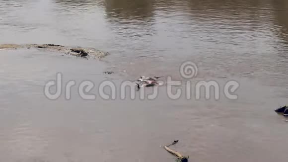 马拉河鳄鱼吃的死野生动物视频的预览图