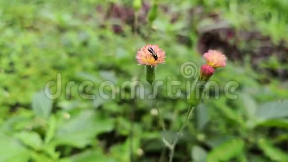 一只小黑蜜蜂给粉红色花蓟授粉的细节视频的预览图