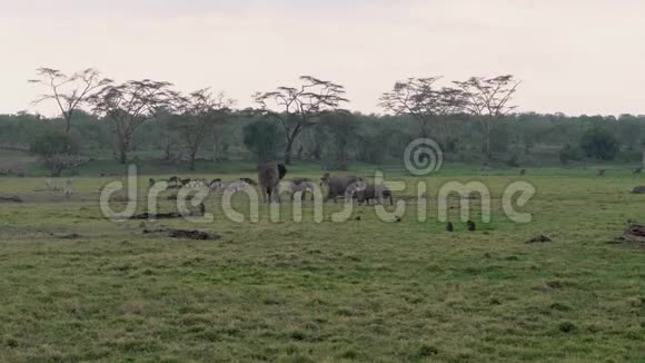 非洲大象的草长羚羊猴子斑马在绿色的草地上视频的预览图