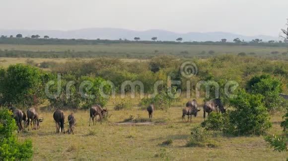 在非洲草原的灌木丛中绿色草地上的格努格拉兹的牧民视频的预览图