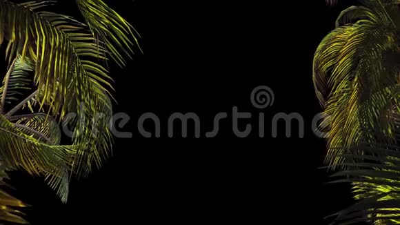 掌树在风中的枝条有阿尔法频道编解码器PNG阿尔法美丽的夏天循环的背景视频的预览图